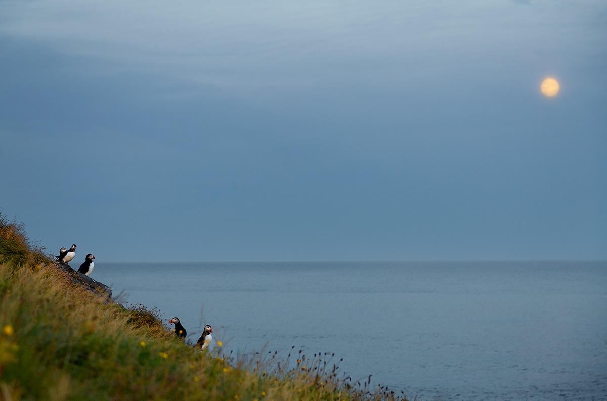 and when darkness falls, the puffins watching the moon
