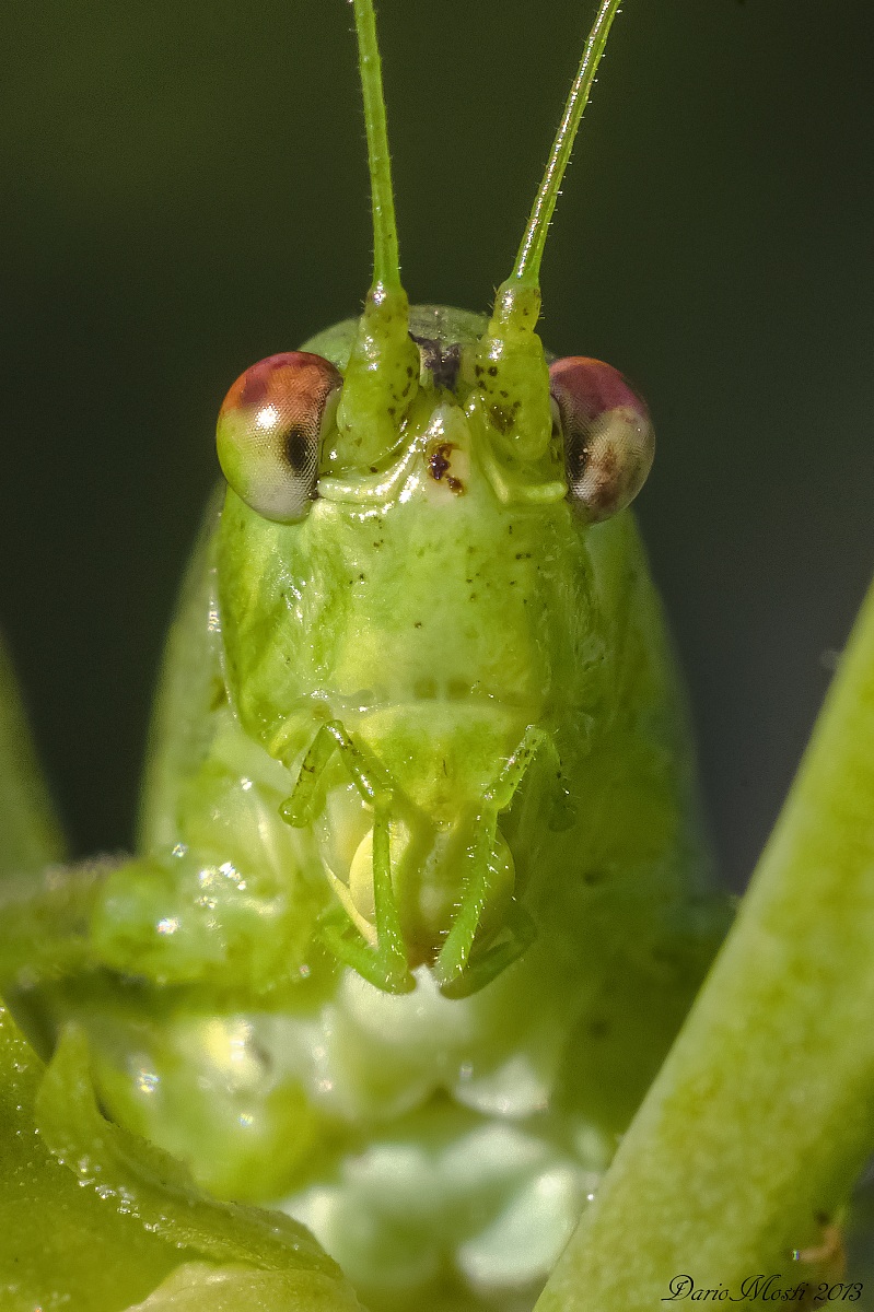 Tettigonia viridissima