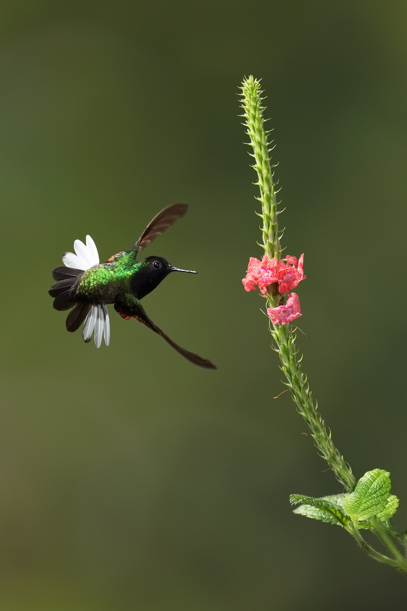 ventrenero male hummingbird