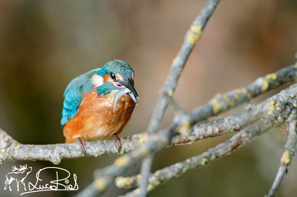 Martin pescatore con pesce!