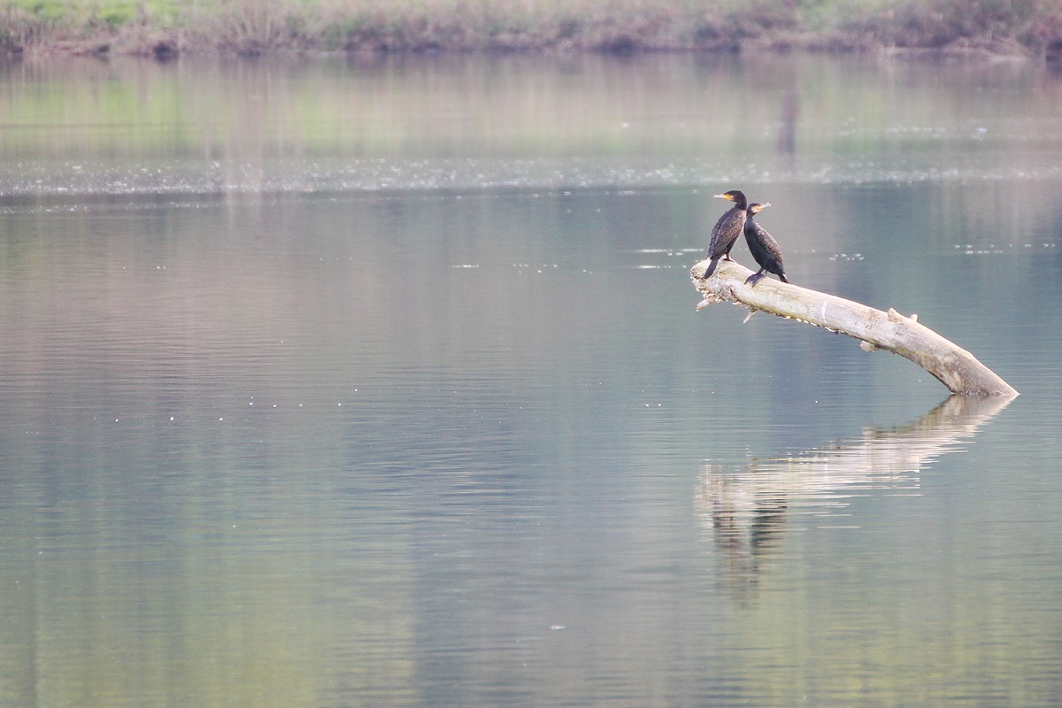 Cormorants