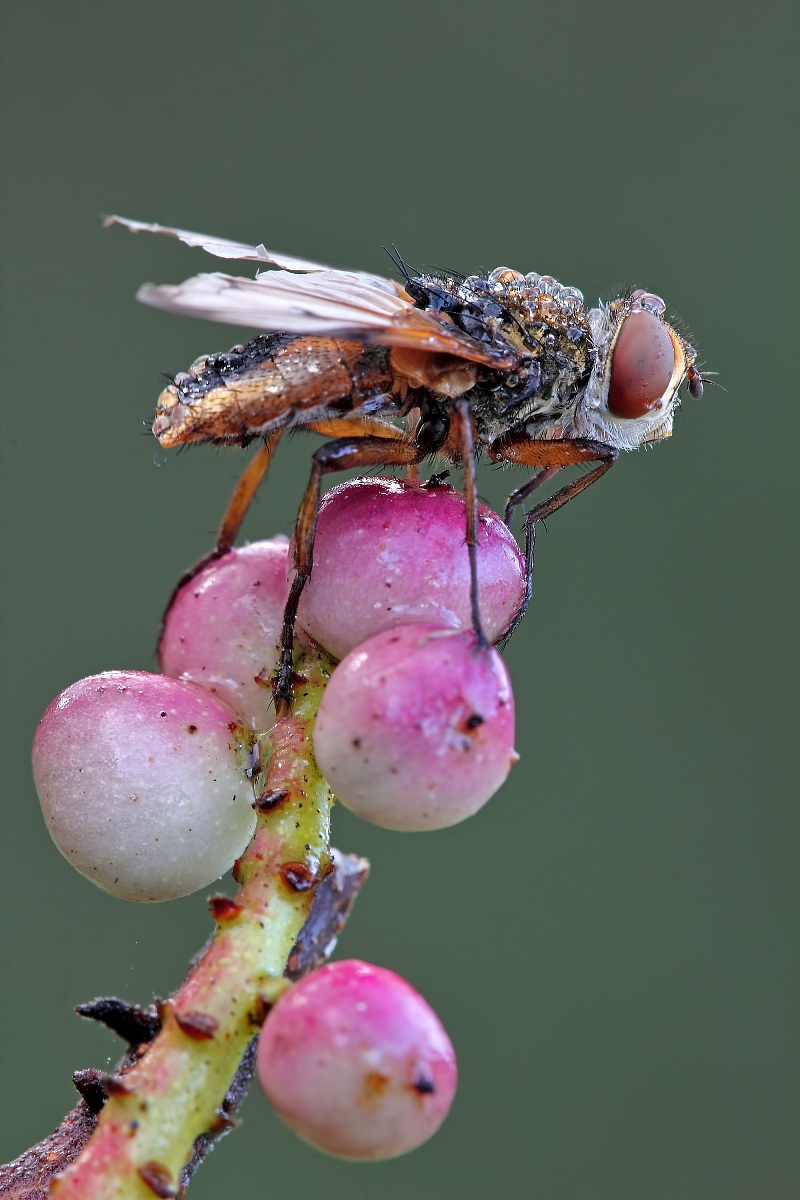 Pronta Per Il Decollo !