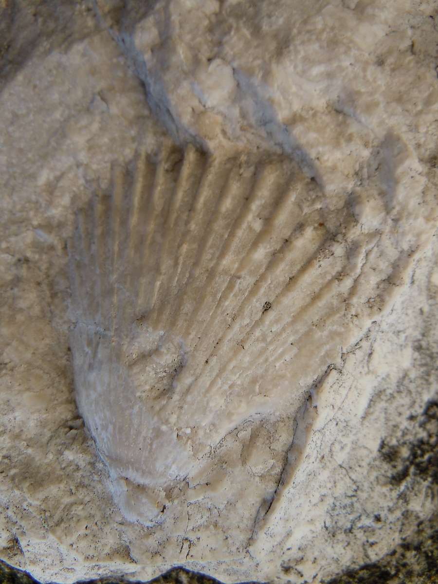 The fossil