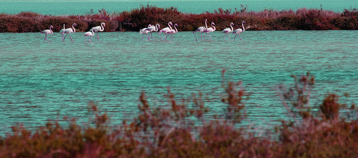 Flamingos in altered shades