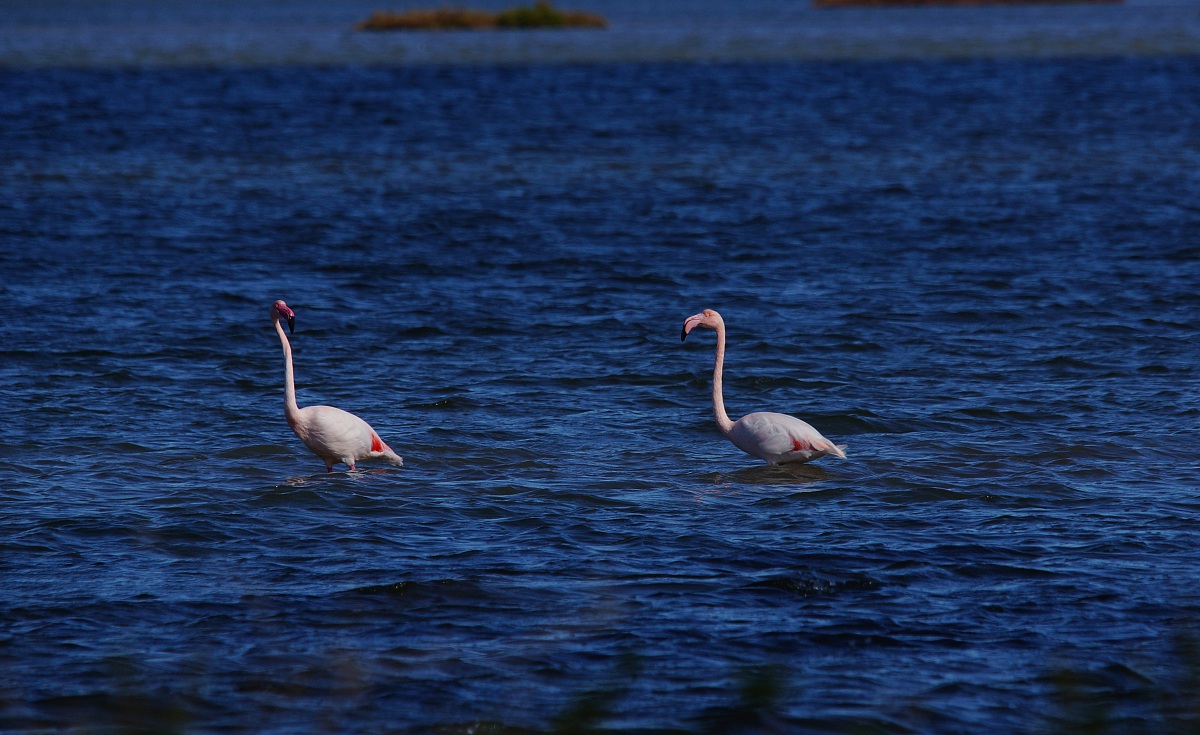 Two pink flamingos in the distance