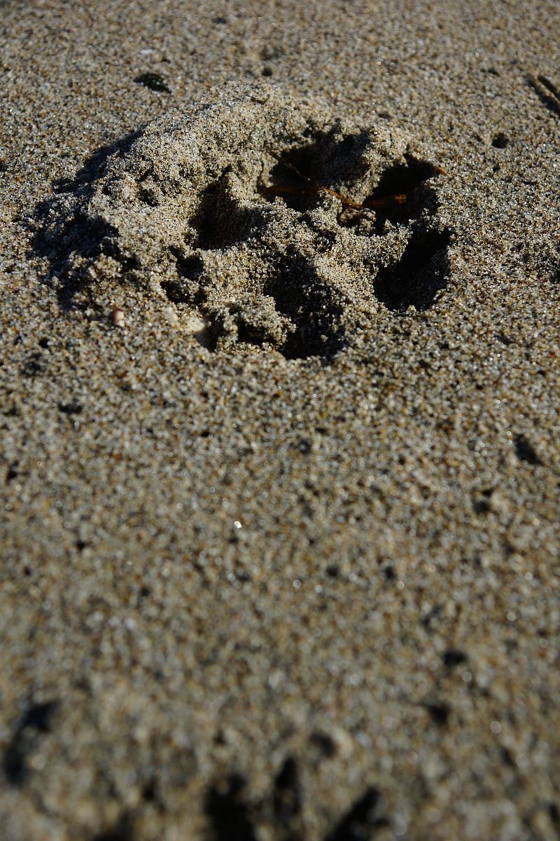 Footprint