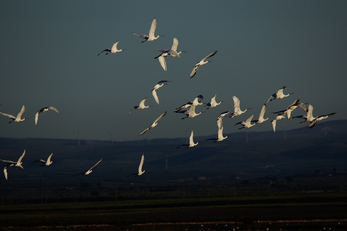 Herons in flight