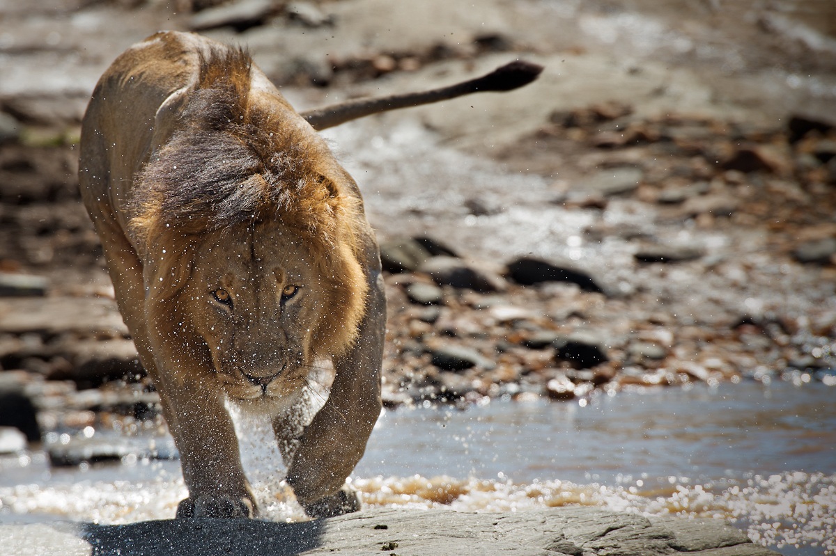 The Lion and the Water