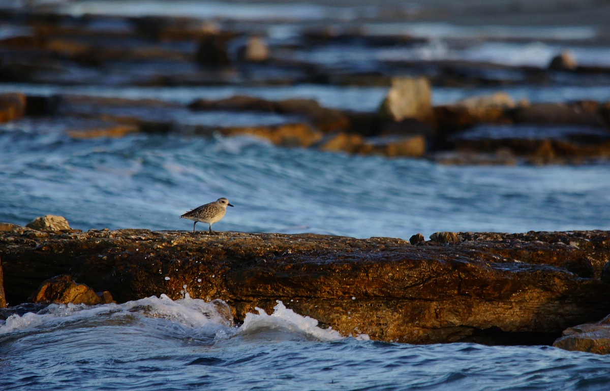 Black-bellied Plover (Pluvialis squatarola)