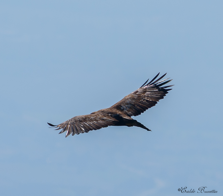Golden Eagle (Aquila crysaetos)