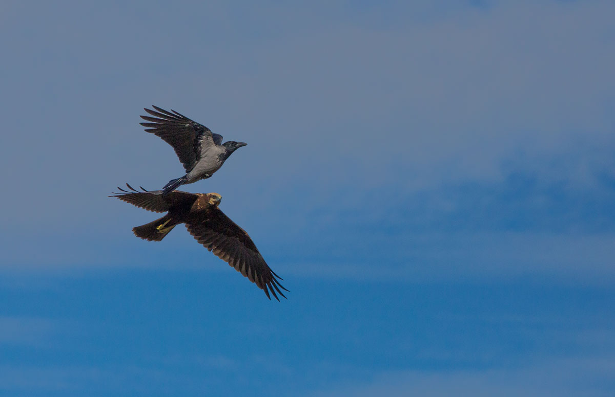 Marsh Harrier VS Crow