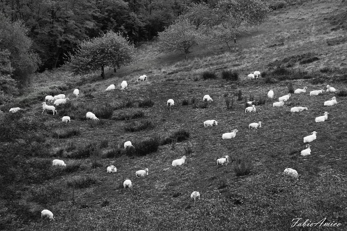 strani pois nel prato