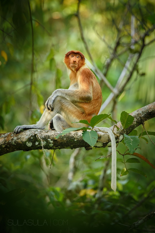 Proboscis Monkey | Borneo