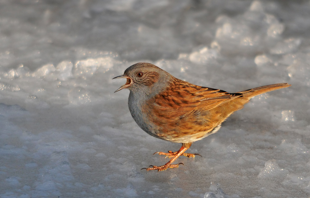 Dunnock on frozen pond