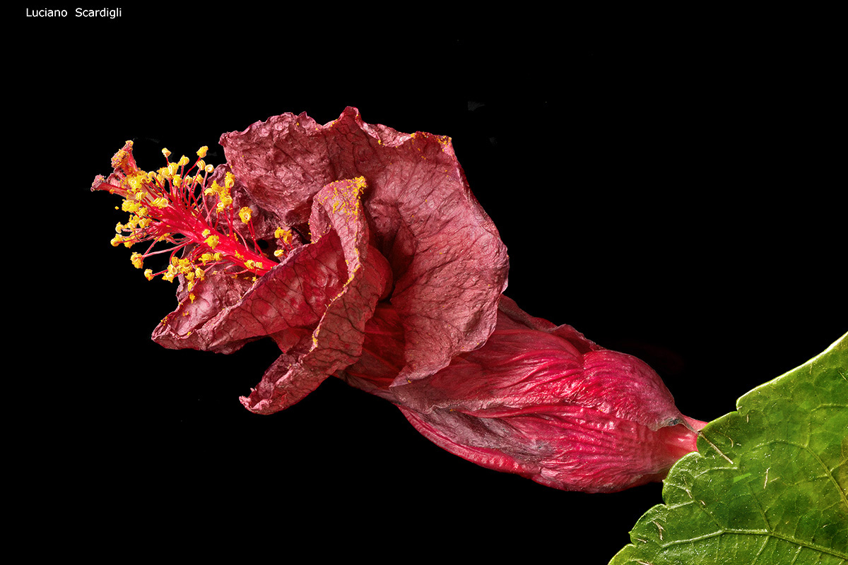 L'ultimo giorno,MG7_0066