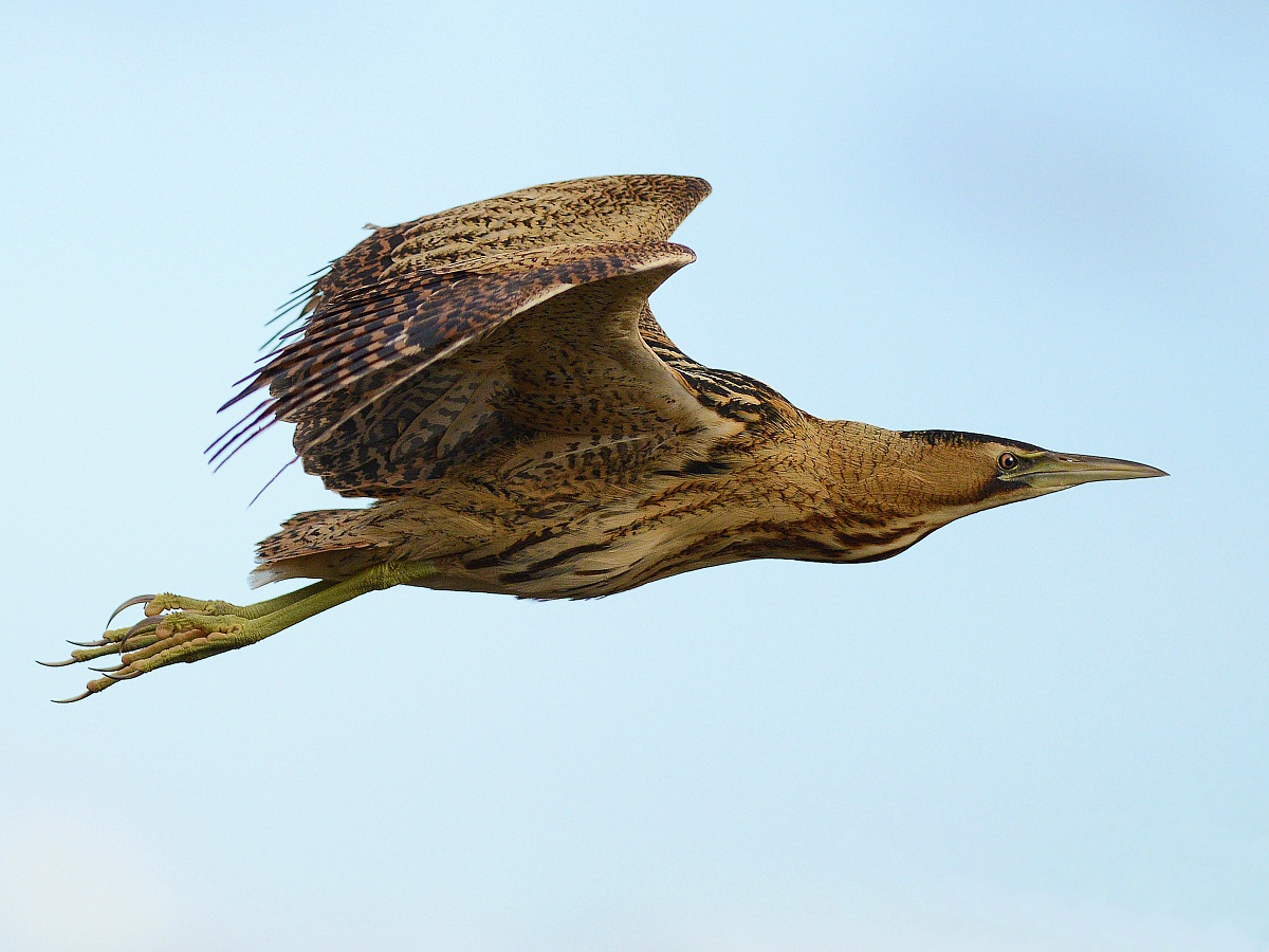 bittern flying