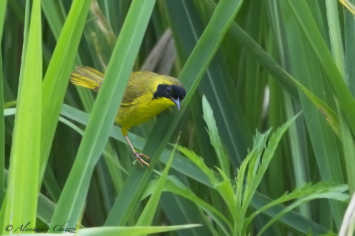 Parula golagialla coronata