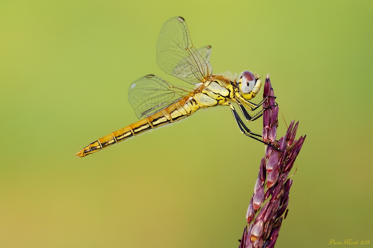 Sympetrum foscolombi.