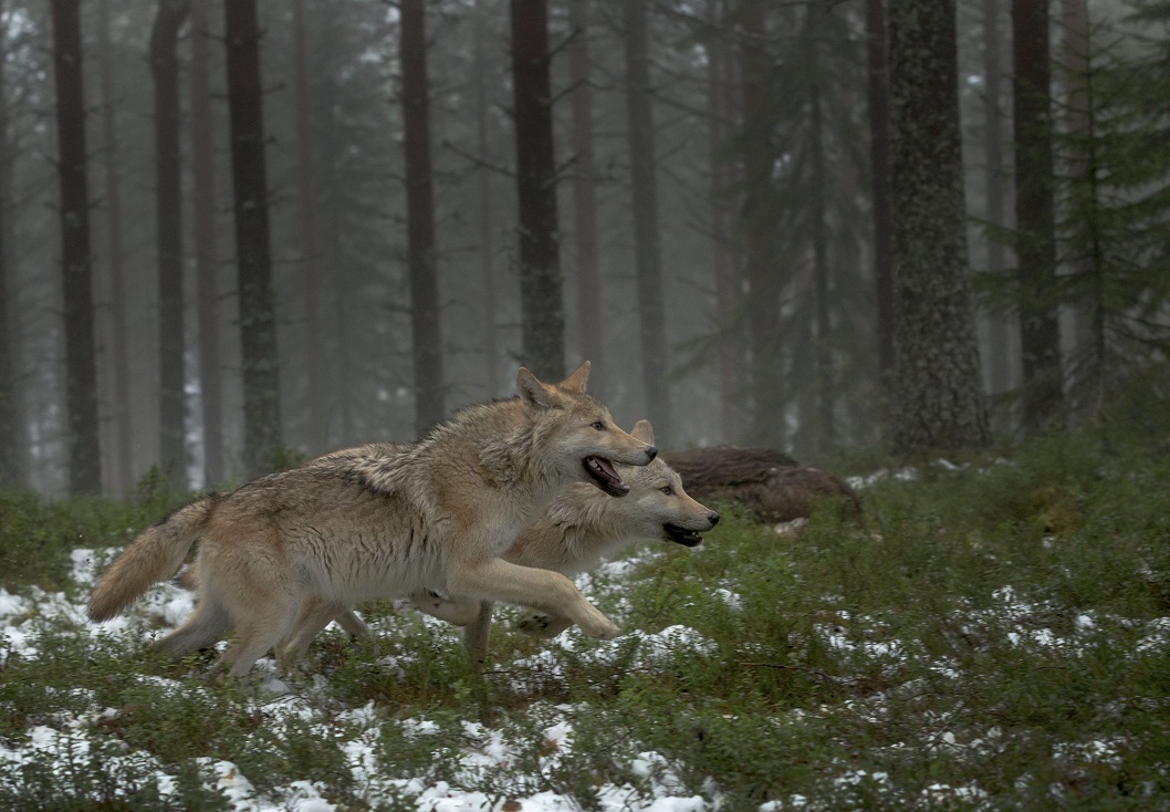 unexpected appearance