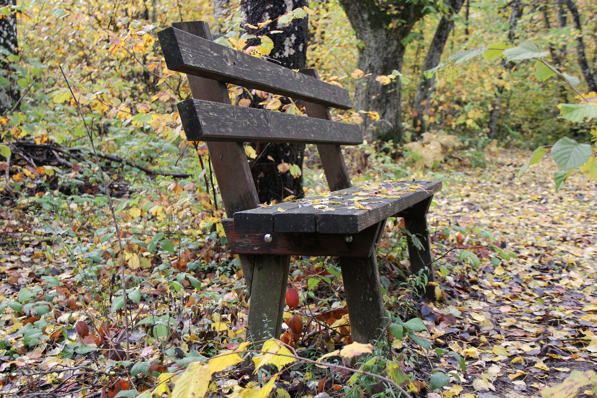 feelings of autumn ...