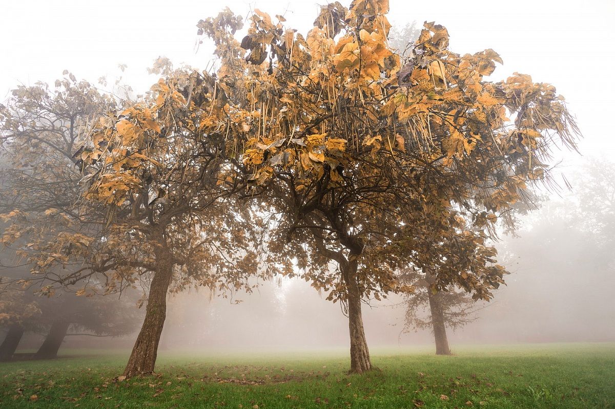 Alba Autunnale nel Parco