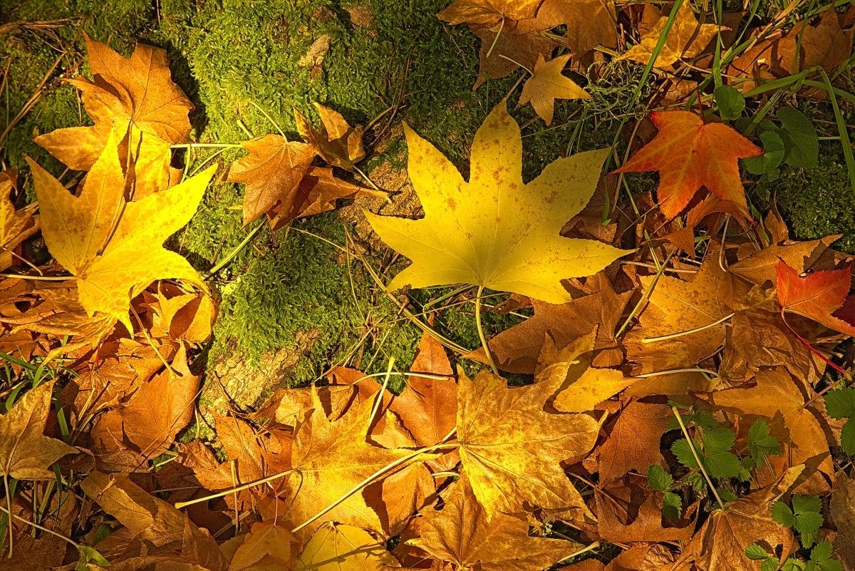 Impressions of Autumn II