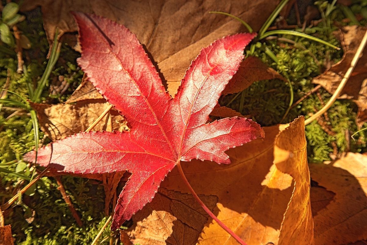 Impressions of Autumn V