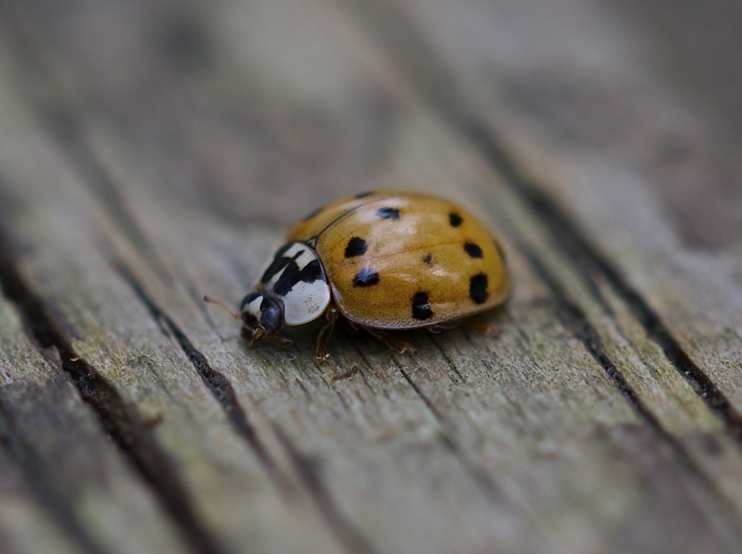 ladybug
