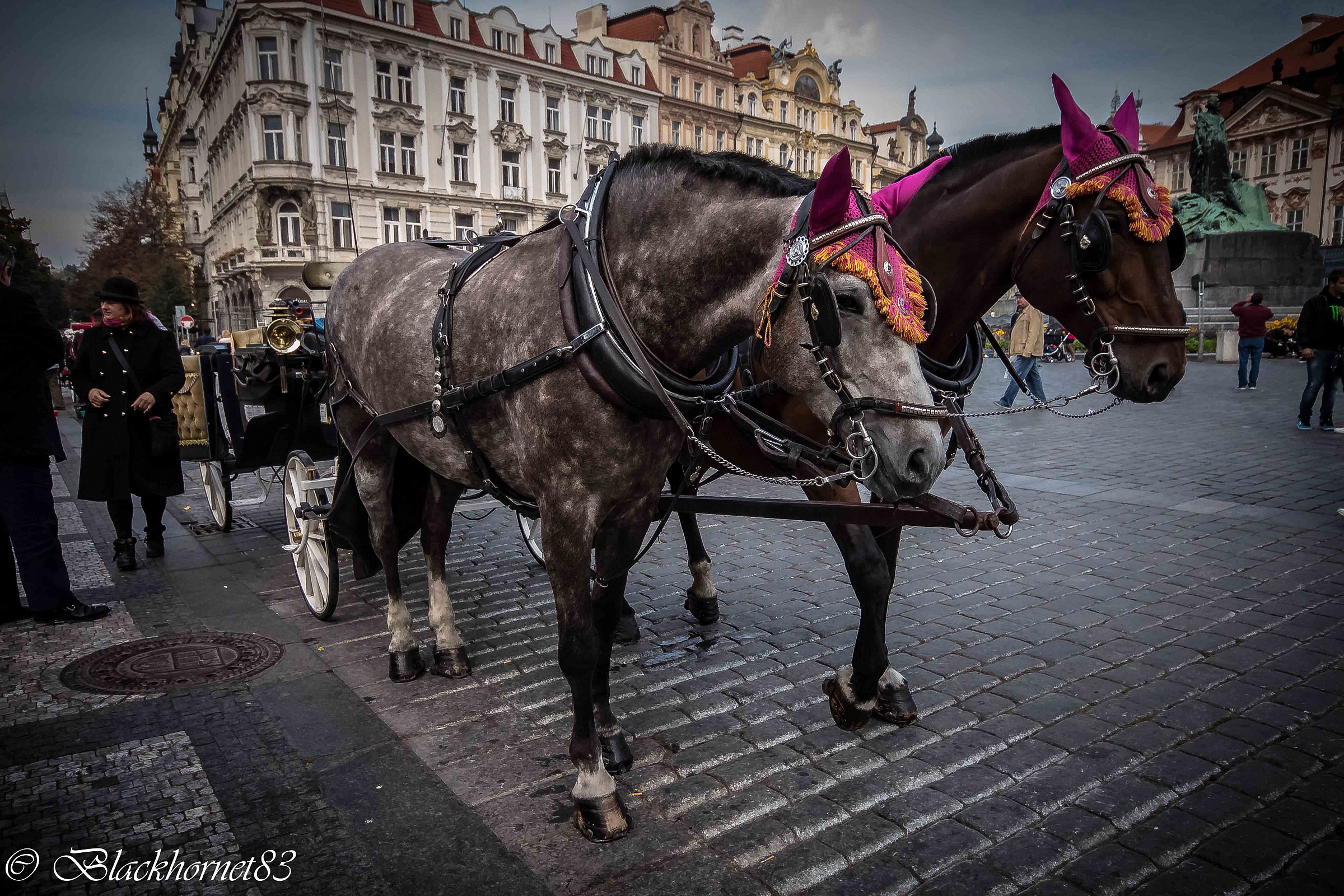 Carrozza con cavalli