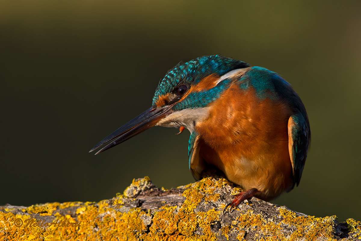 A beautiful gratatina