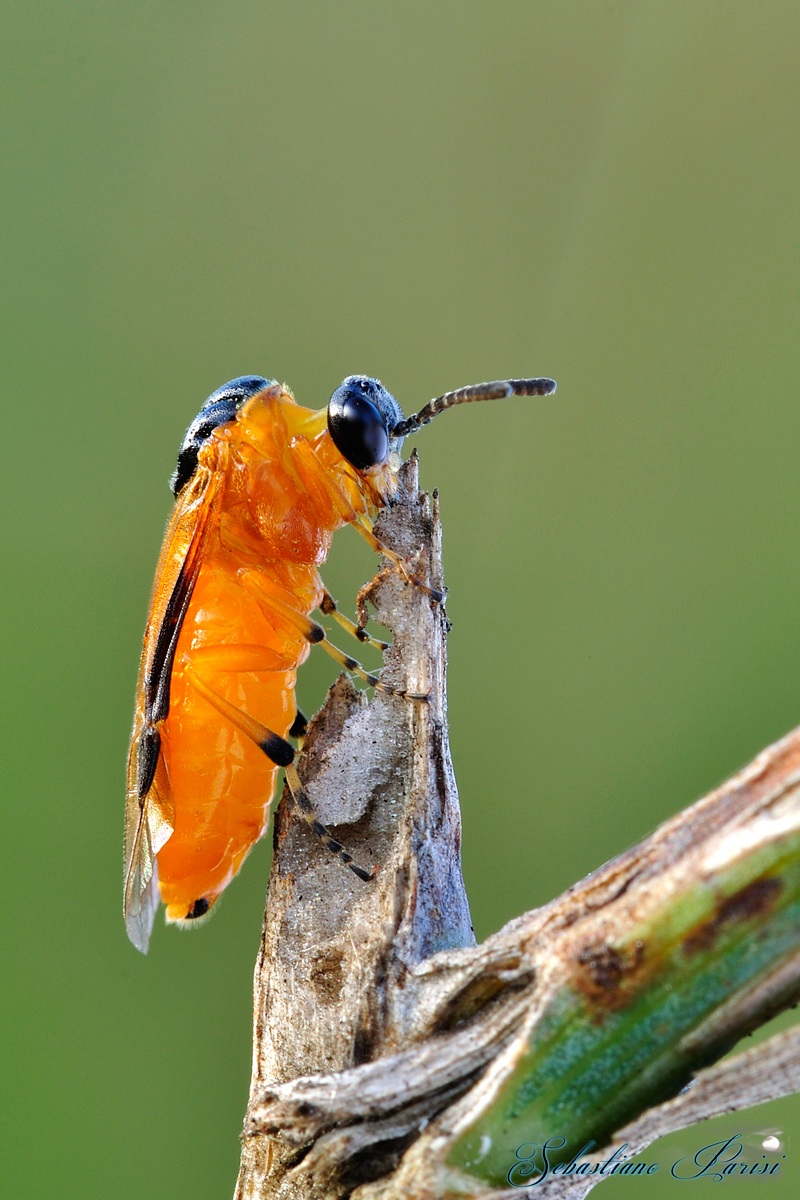 Athalia rosae (Hymenoptera Tenthredinidae).