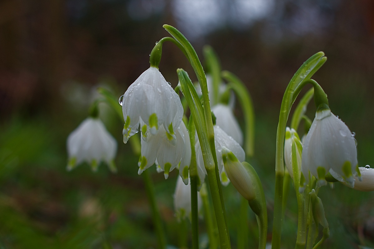 Snowdrop