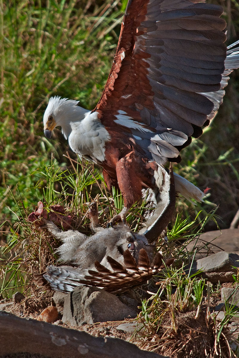 Verreaux's Eagle Owl Vs Fish eagle