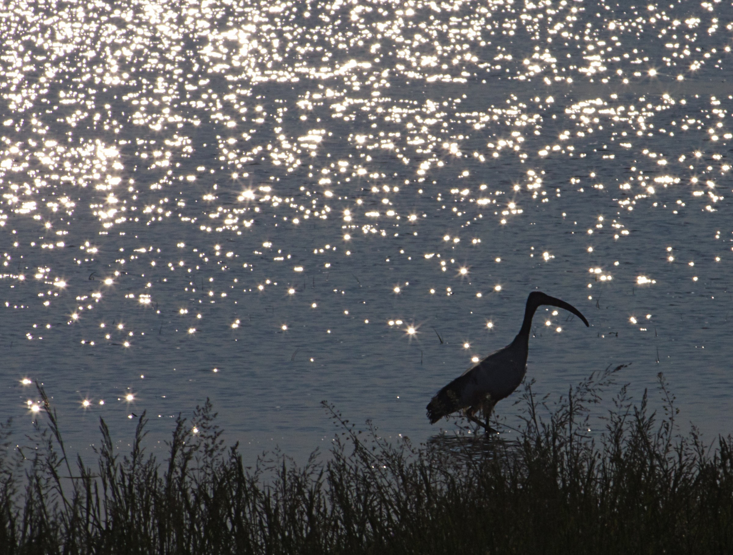 Ibis sacro nei riflessi