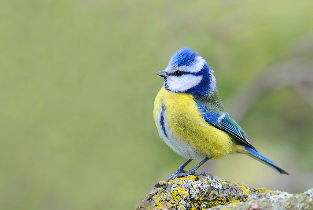 Cinciarella sul chi va là