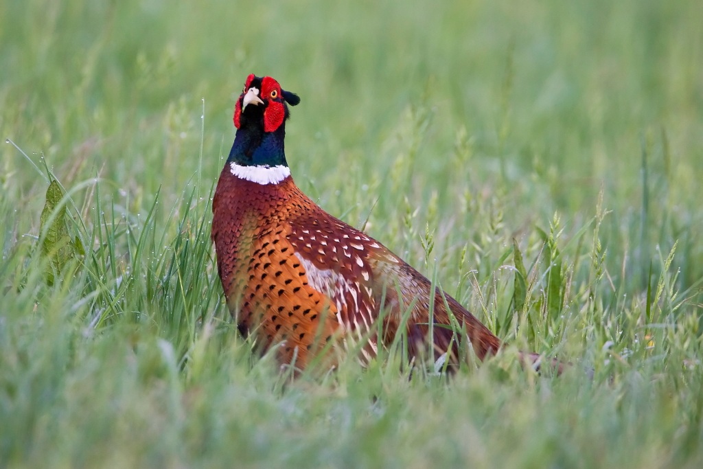 Male Pheasant