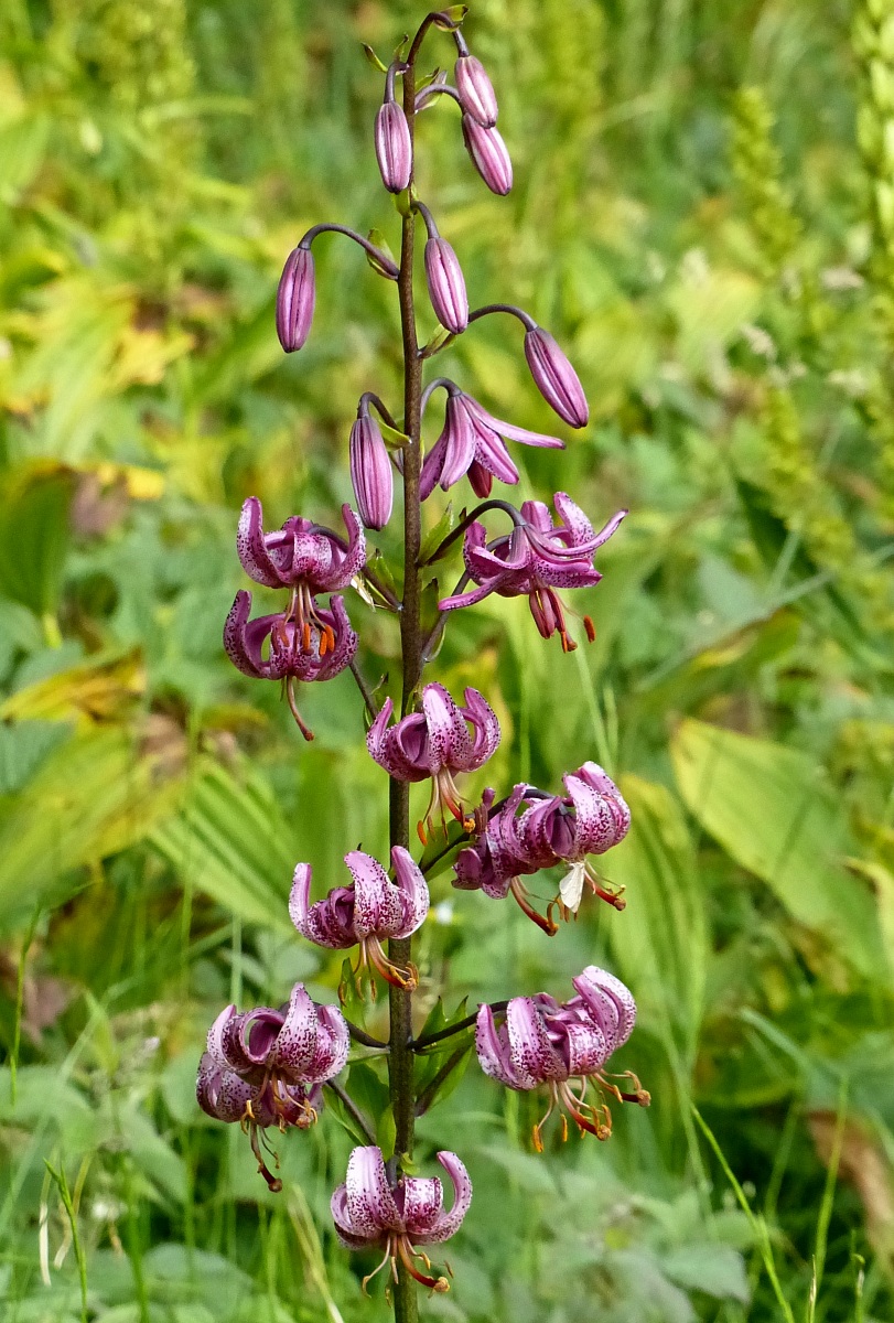 Lilium martagon - Giglio martagone con 21 infiorescenze