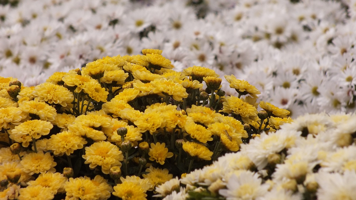 Chrysanthemums