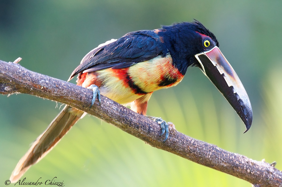 Giovane Aracari
