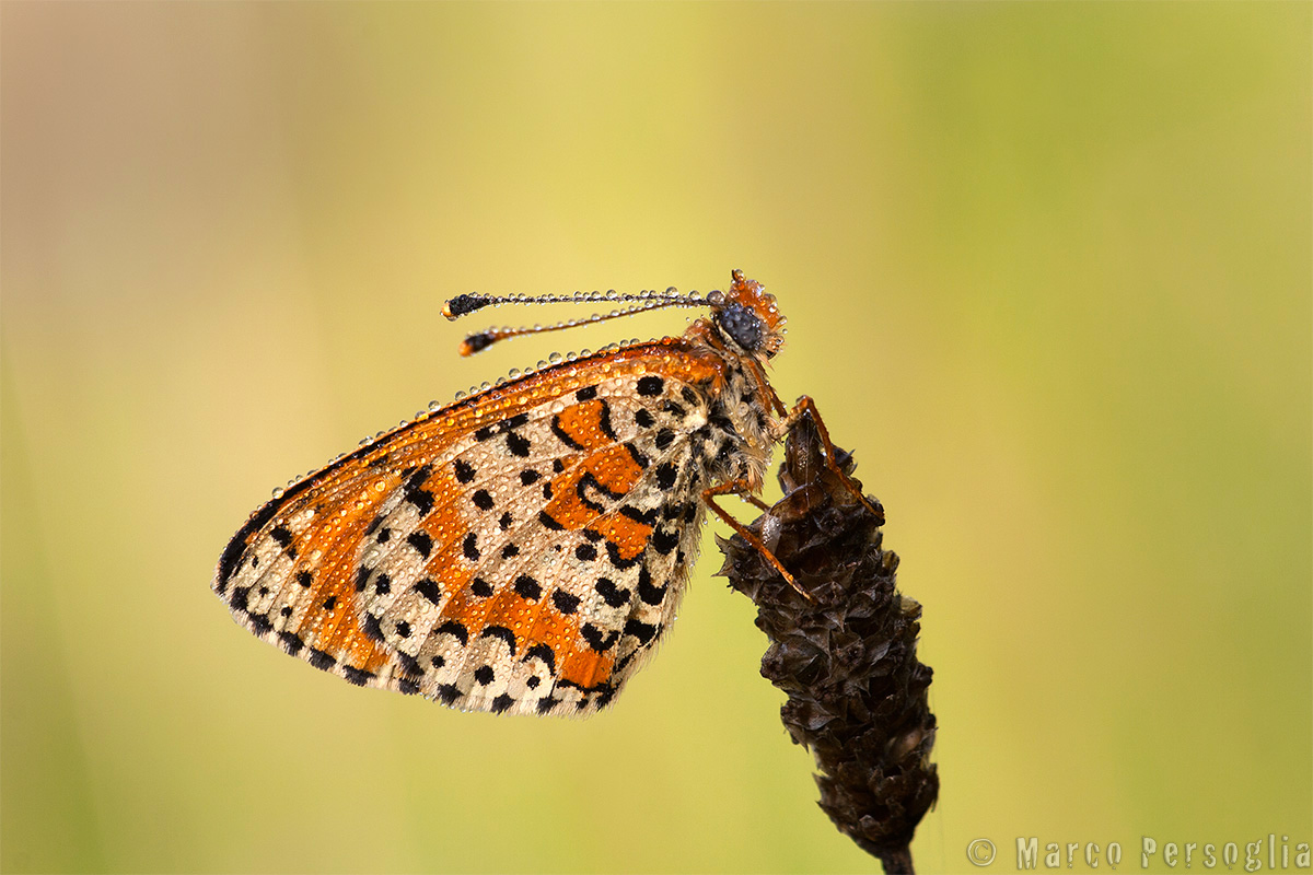 Melitaea didyma