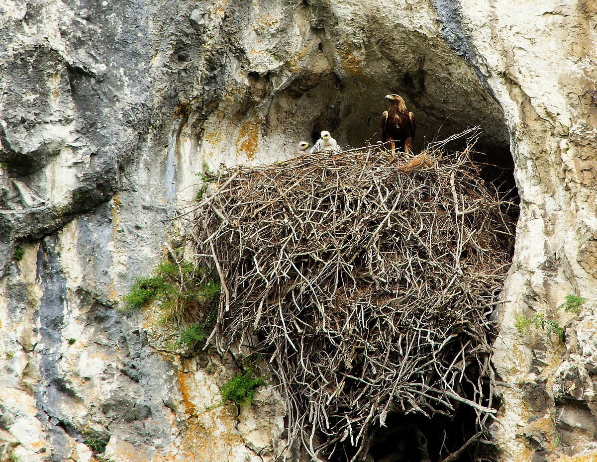 aquila reale con piccoli
