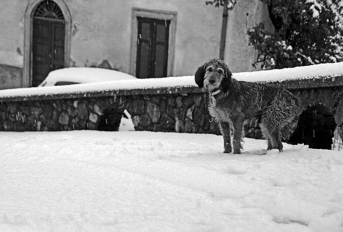 Sad dog on the snow in October