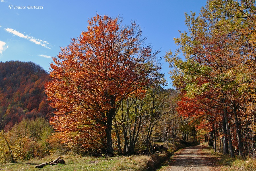 sentiero d'autunno