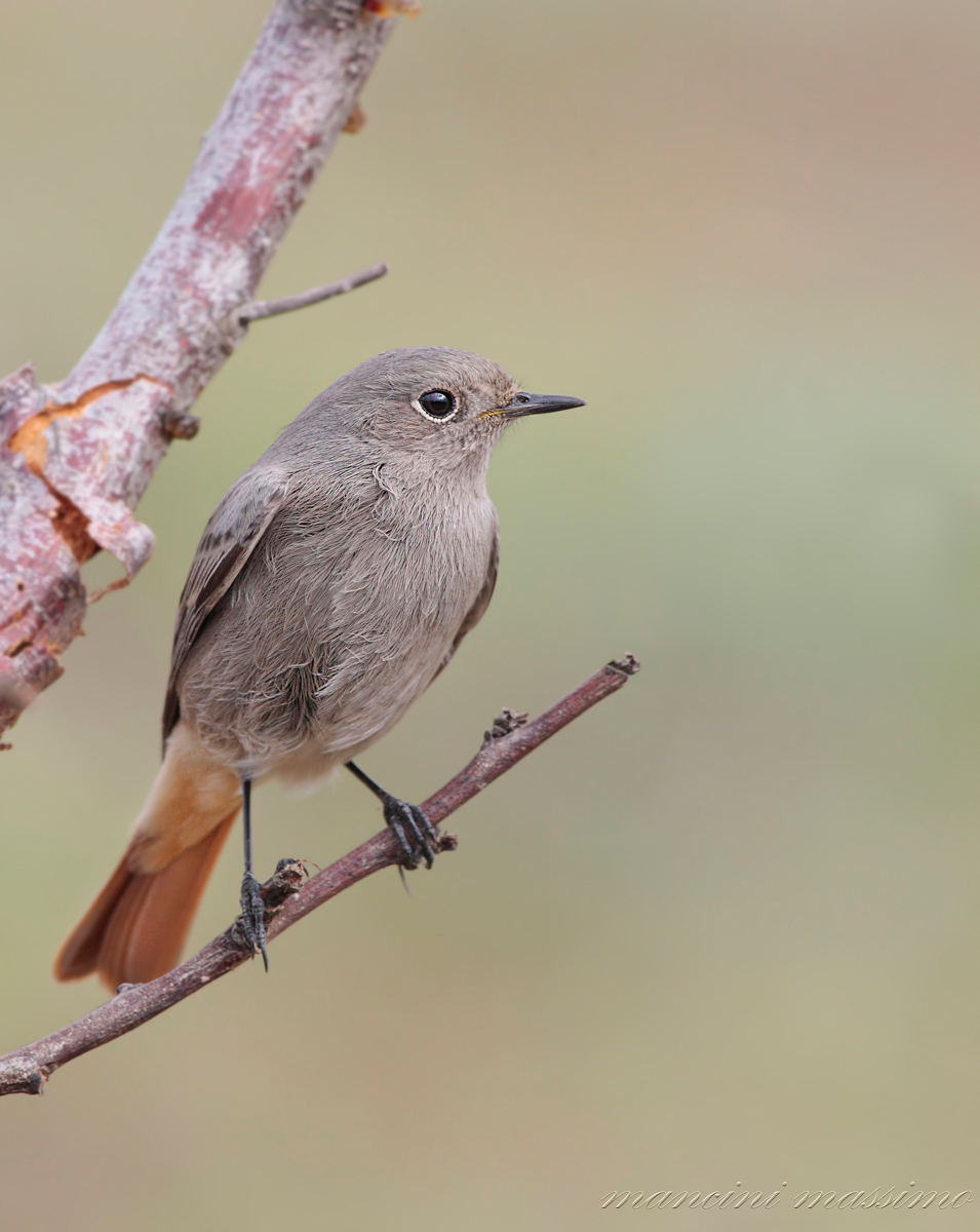 codirosso spazzacamino (Phoenicurus ochruros)