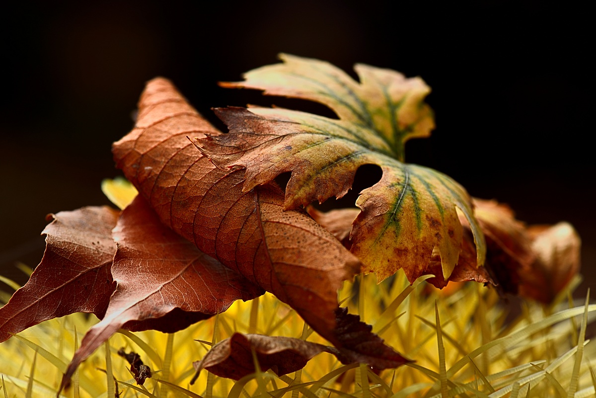 Su un letto di spine!