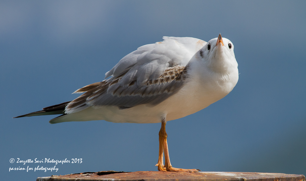 gabbiano in ........