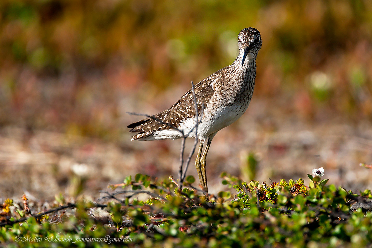 Wood Sandpiper