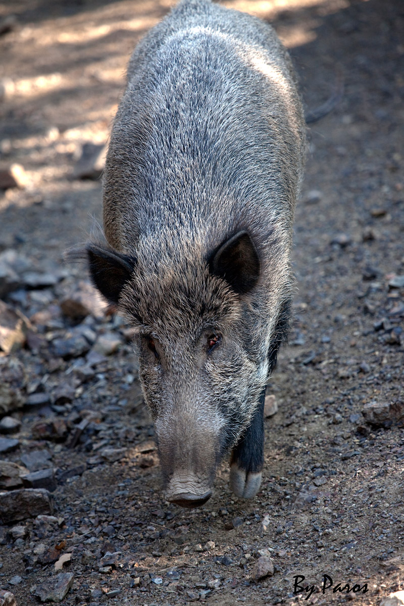 Boar