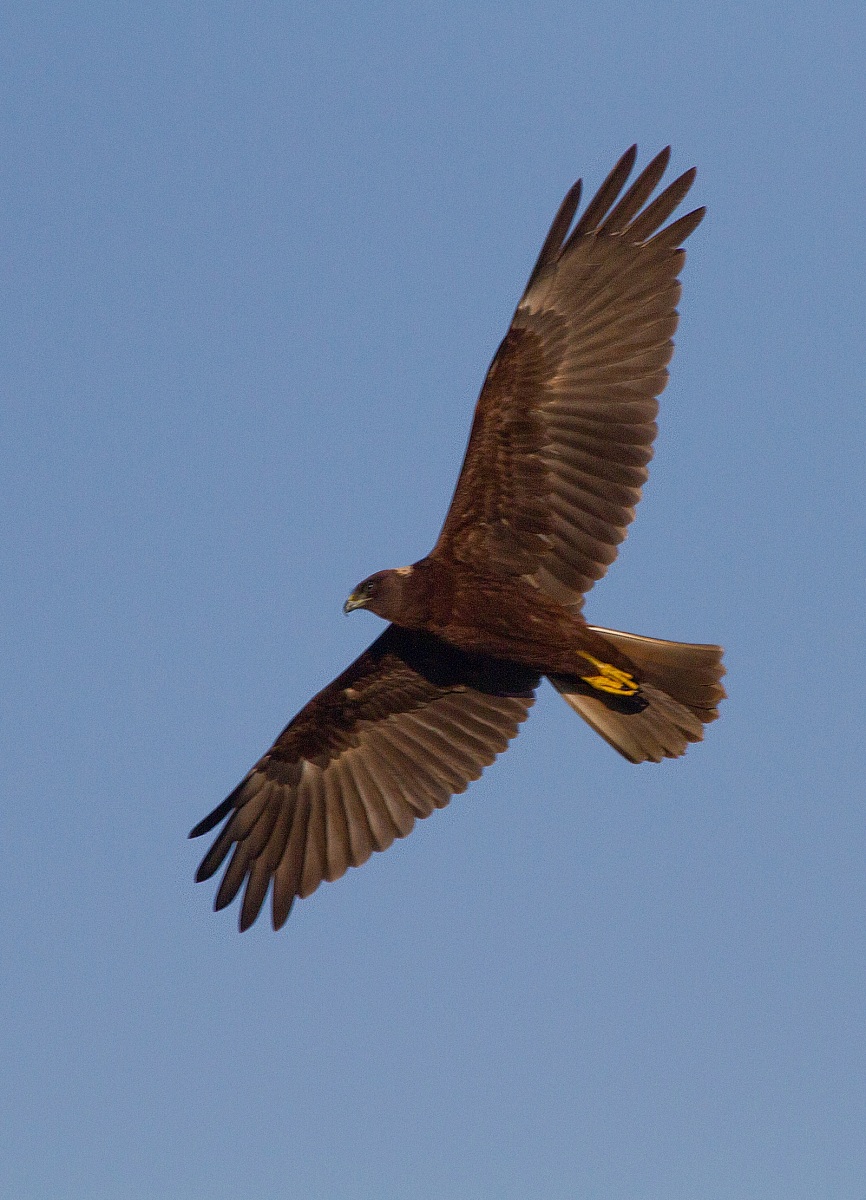 marsh harrier hunting