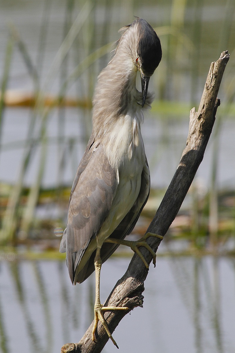 pulizie di mezzo dì